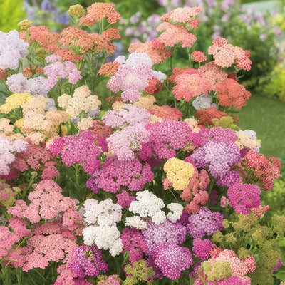 Achillea Summer Pastels Pkascspa - Garden Express Australia