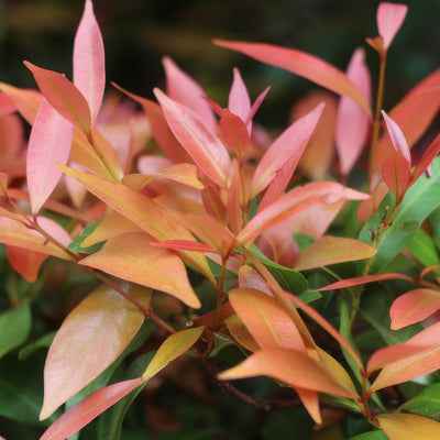 Acmena Blush Satinash Lpoacmbs - Garden Express Australia