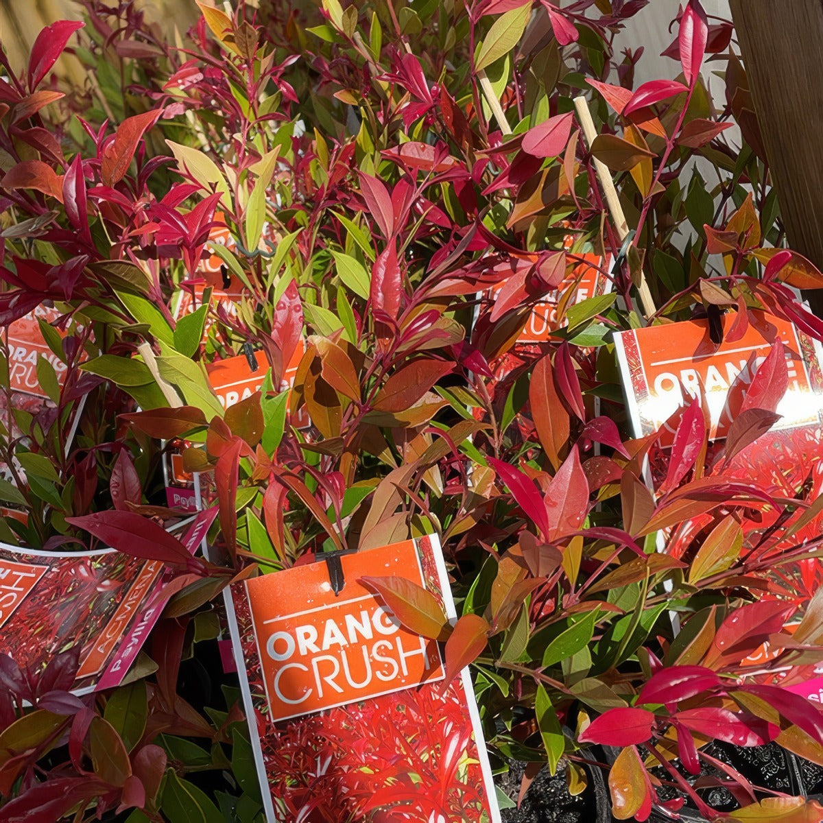 Acmena Smithii Orange Crush 21 Pplacmocr - Garden Express Australia