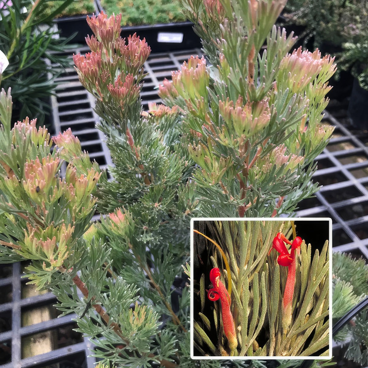 Adenanthos Lighthouse Ppladelho - Garden Express Australia