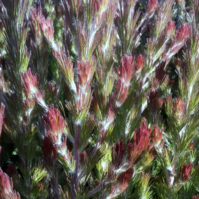 Adenanthos Bronze Glow - Garden Express Australia