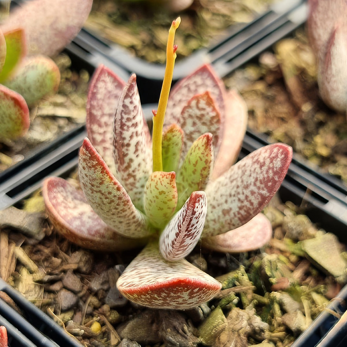 Adromischus Trigynus - Garden Express Australia