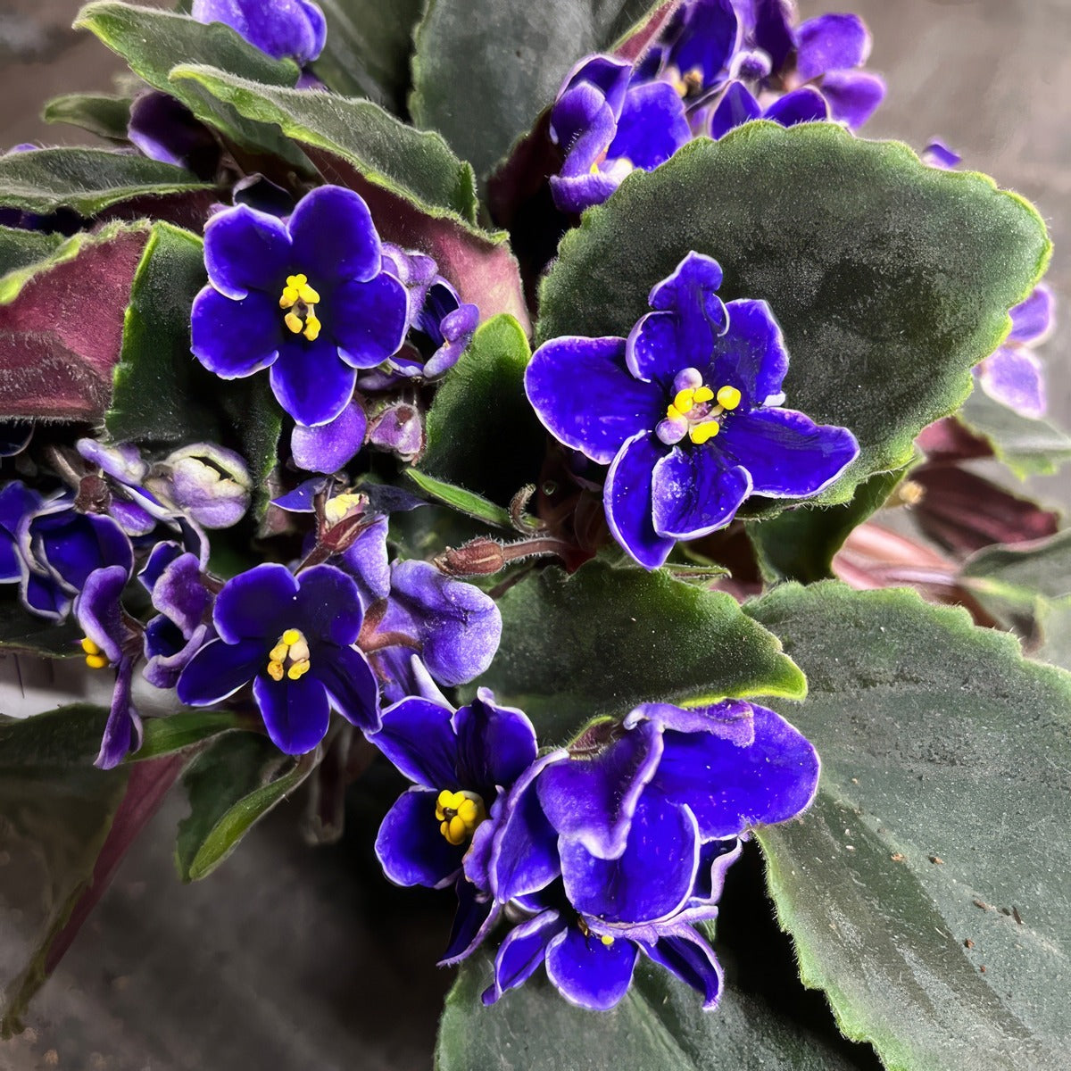 African Violet Blue With Edge P10avibwe - Garden Express Australia