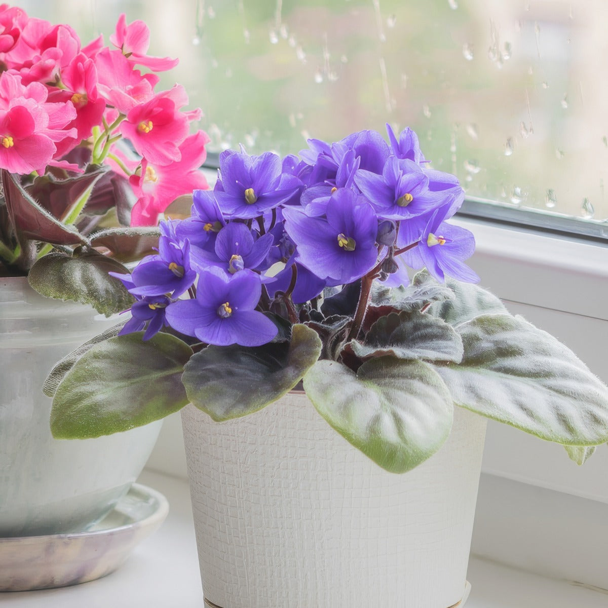 African Violet Light Blue P10avilbl - Garden Express Australia