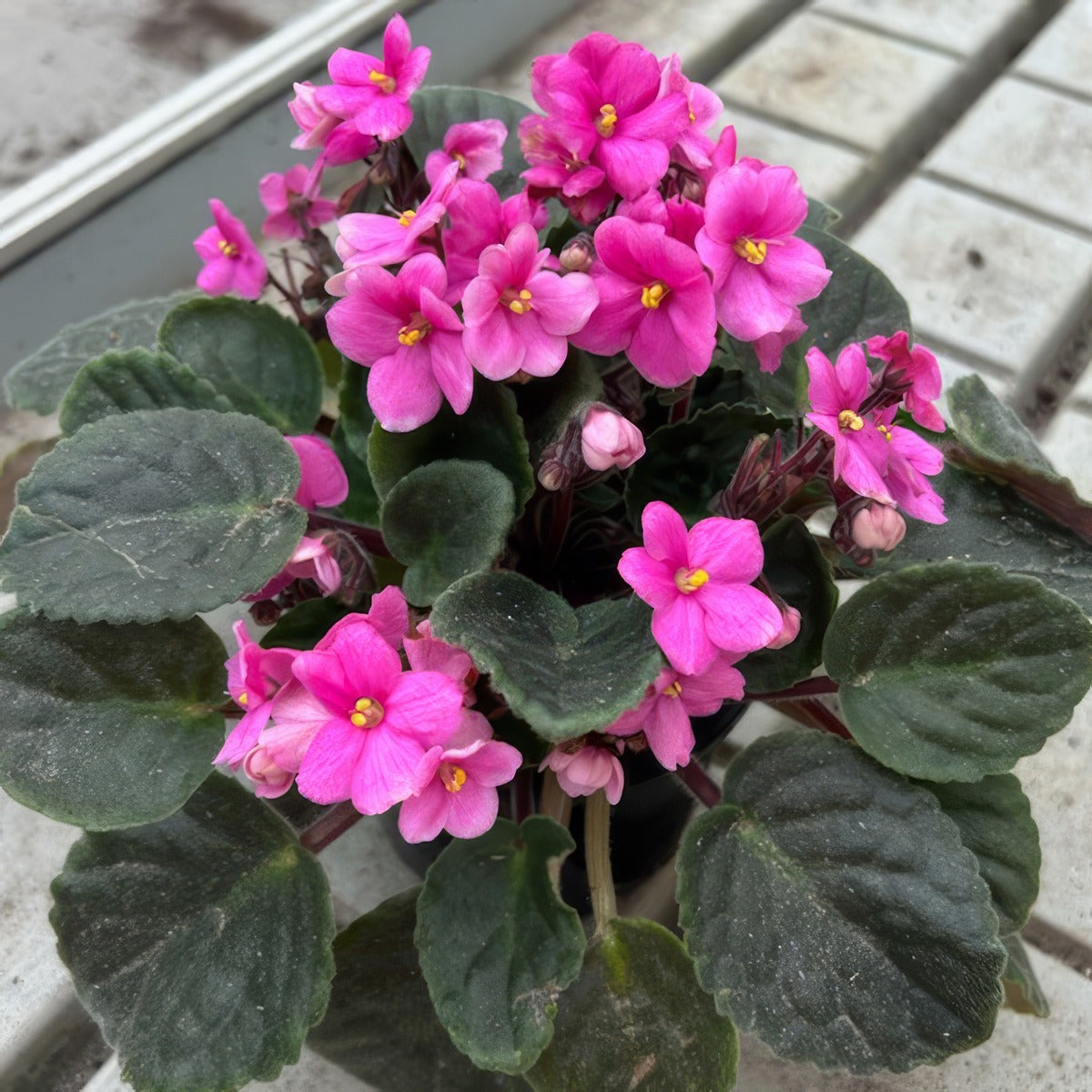 African Violet Maxi Lena P10avimln - Garden Express Australia