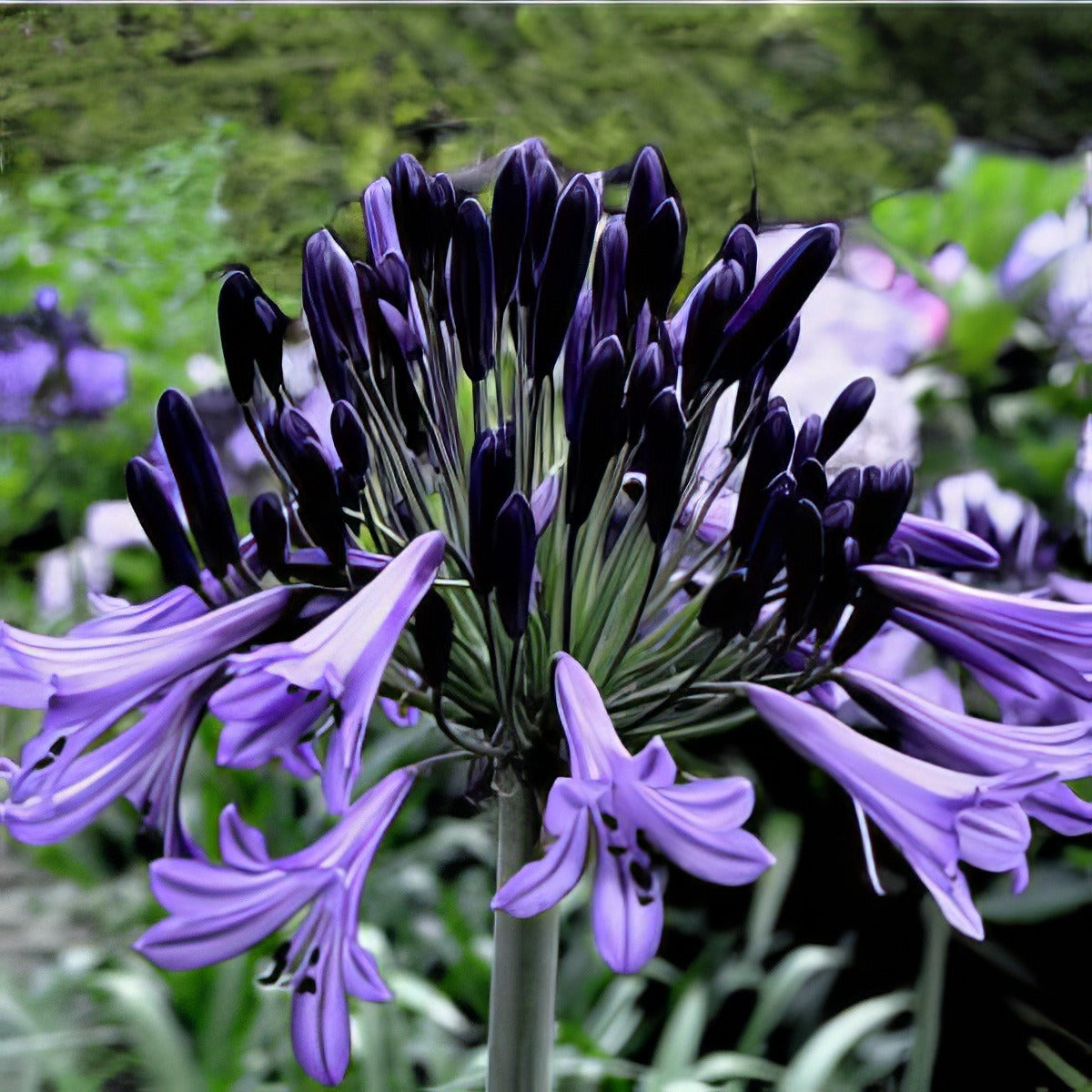 Agapanthus Black Pantha 14 - Garden Express Australia