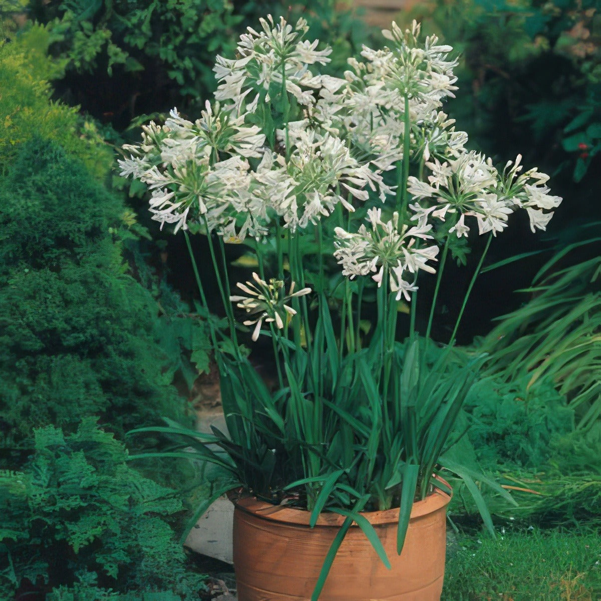 Agapanthus Snowball - Garden Express Australia