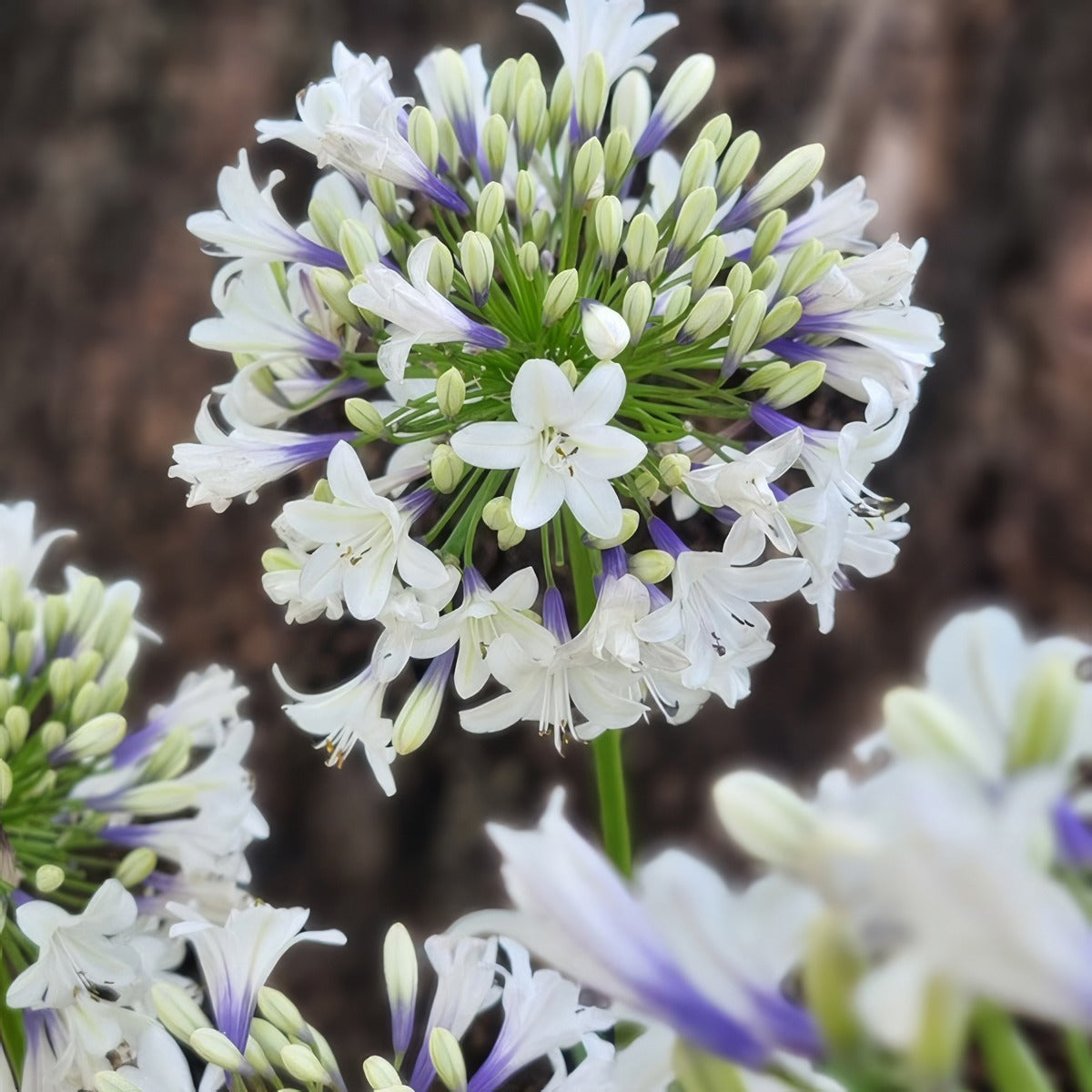 Agapanthus Ever Sparkle 2 - Garden Express Australia