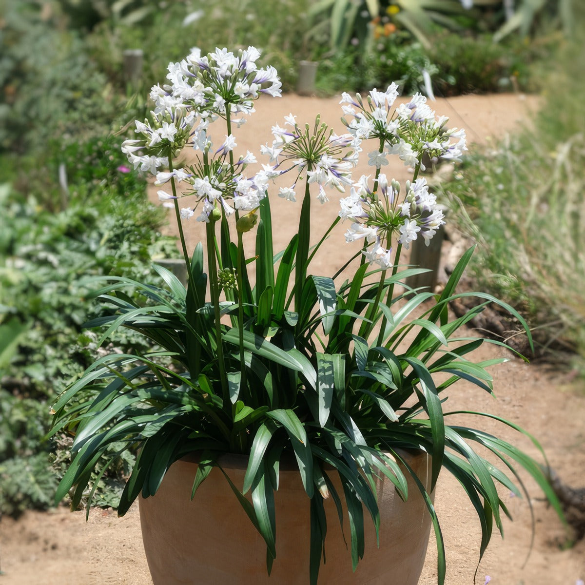 Agapanthus Ever Sparkle 3 - Garden Express Australia