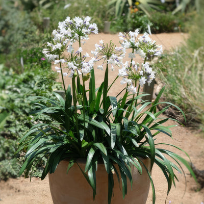 Agapanthus Ever Sparkle 3 - Garden Express Australia