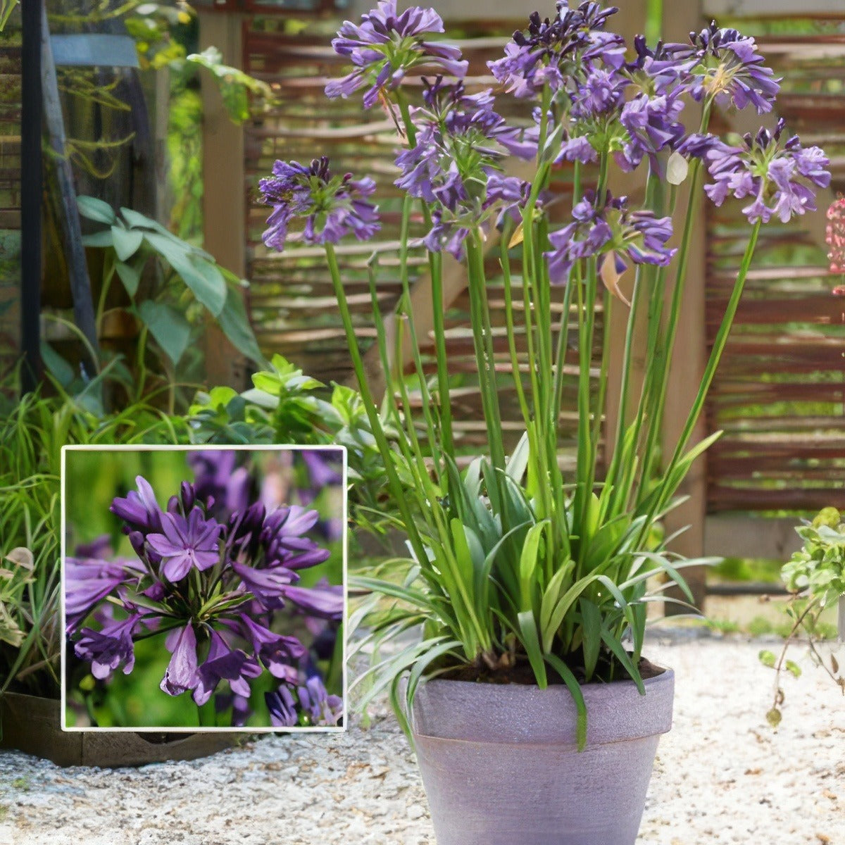Agapanthus Poppin Purple Pplagappu - Garden Express Australia