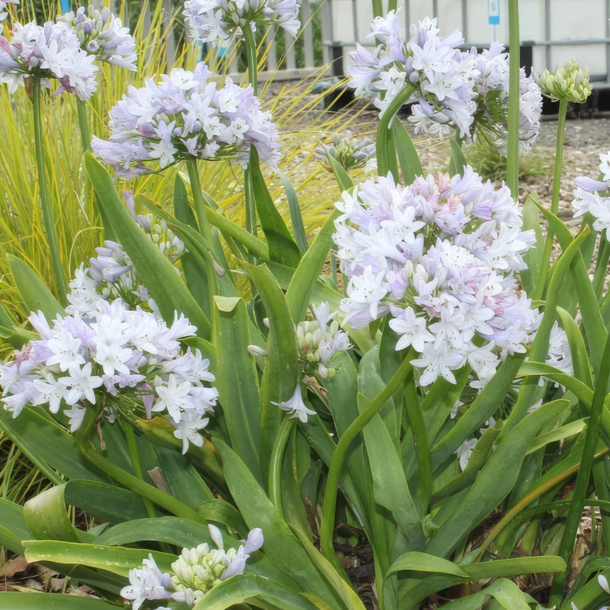 Agapanthus Cool Steel Clump - Garden Express Australia