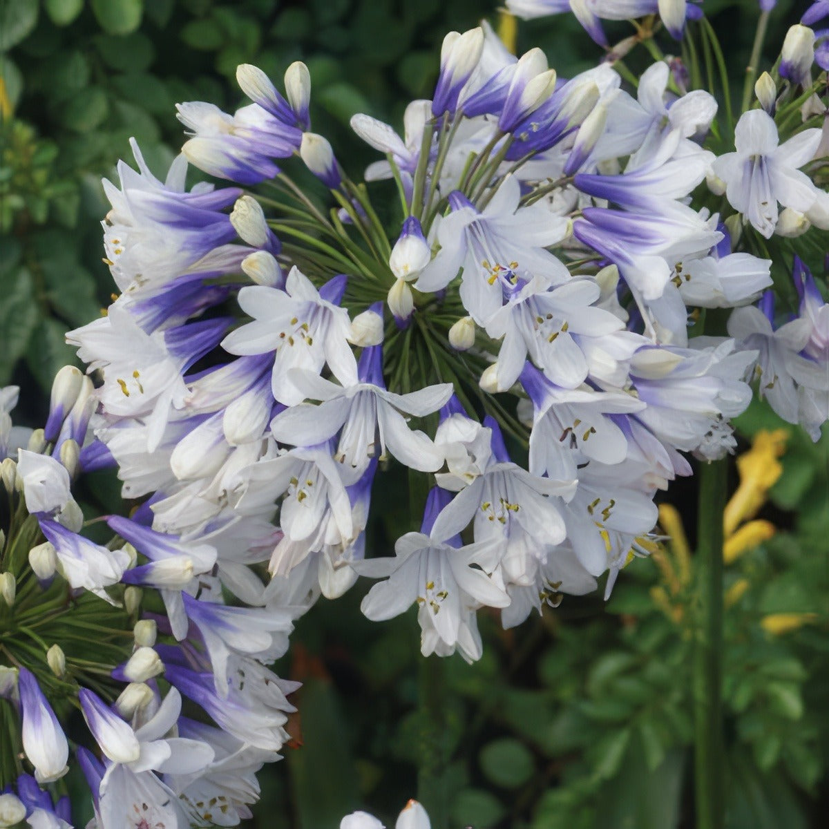 Agapanthus Queen Mum 2019 Pplagaqmu - Garden Express Australia