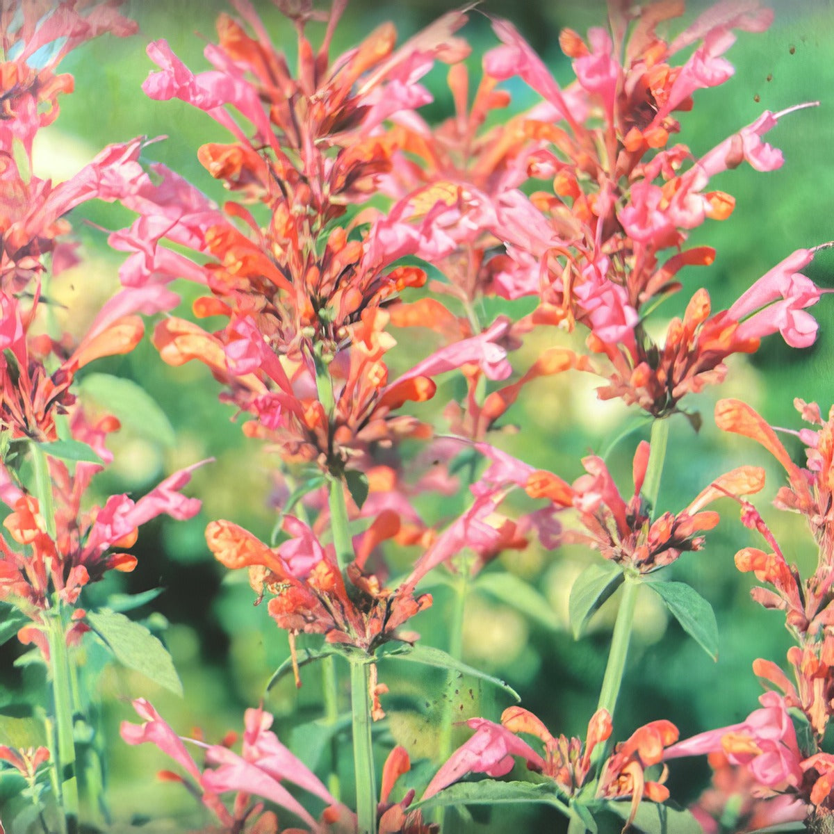Agastache Sweel Lili - Garden Express Australia