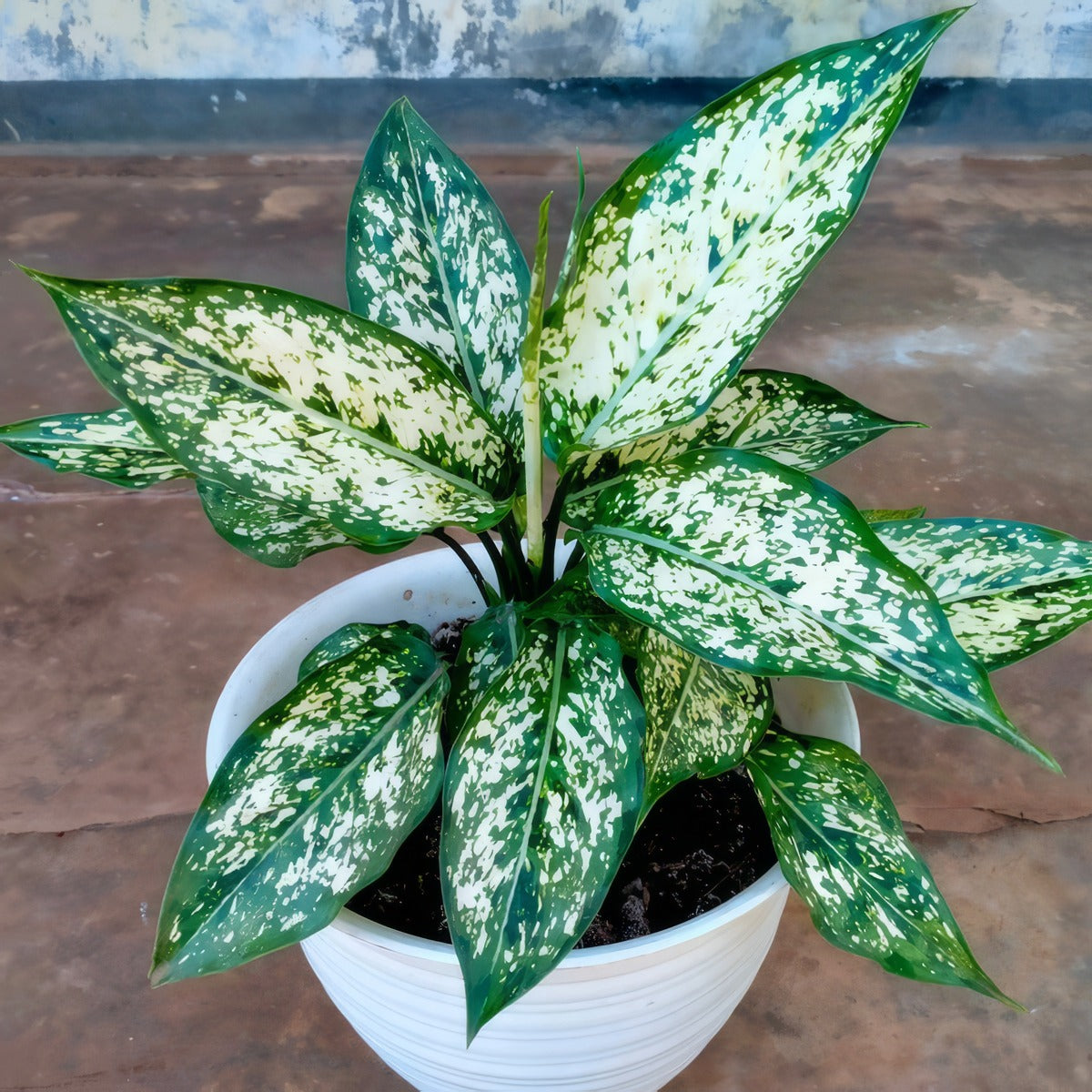 Aglaonema Thai Snowflake 22 P14agltsn - Garden Express Australia