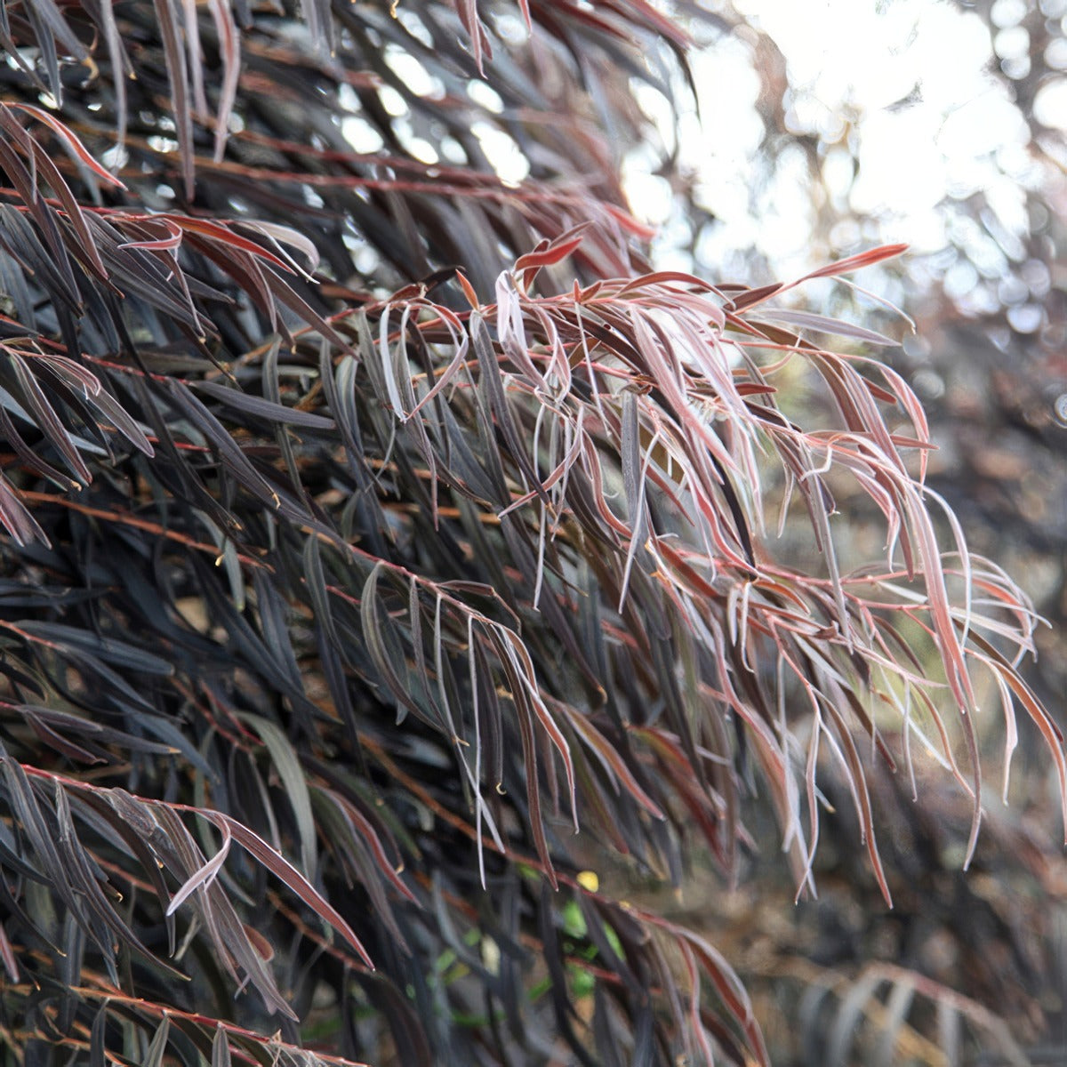 Agonis After Dark Lpoagoada - Garden Express Australia