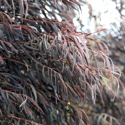 Agonis After Dark Lpoagoada - Garden Express Australia