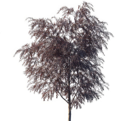 Agonis Burgundy Willow Myrtle Lpoagobur - Garden Express Australia