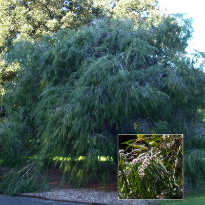 Agonis Flexuosa Pplagofle - Garden Express Australia