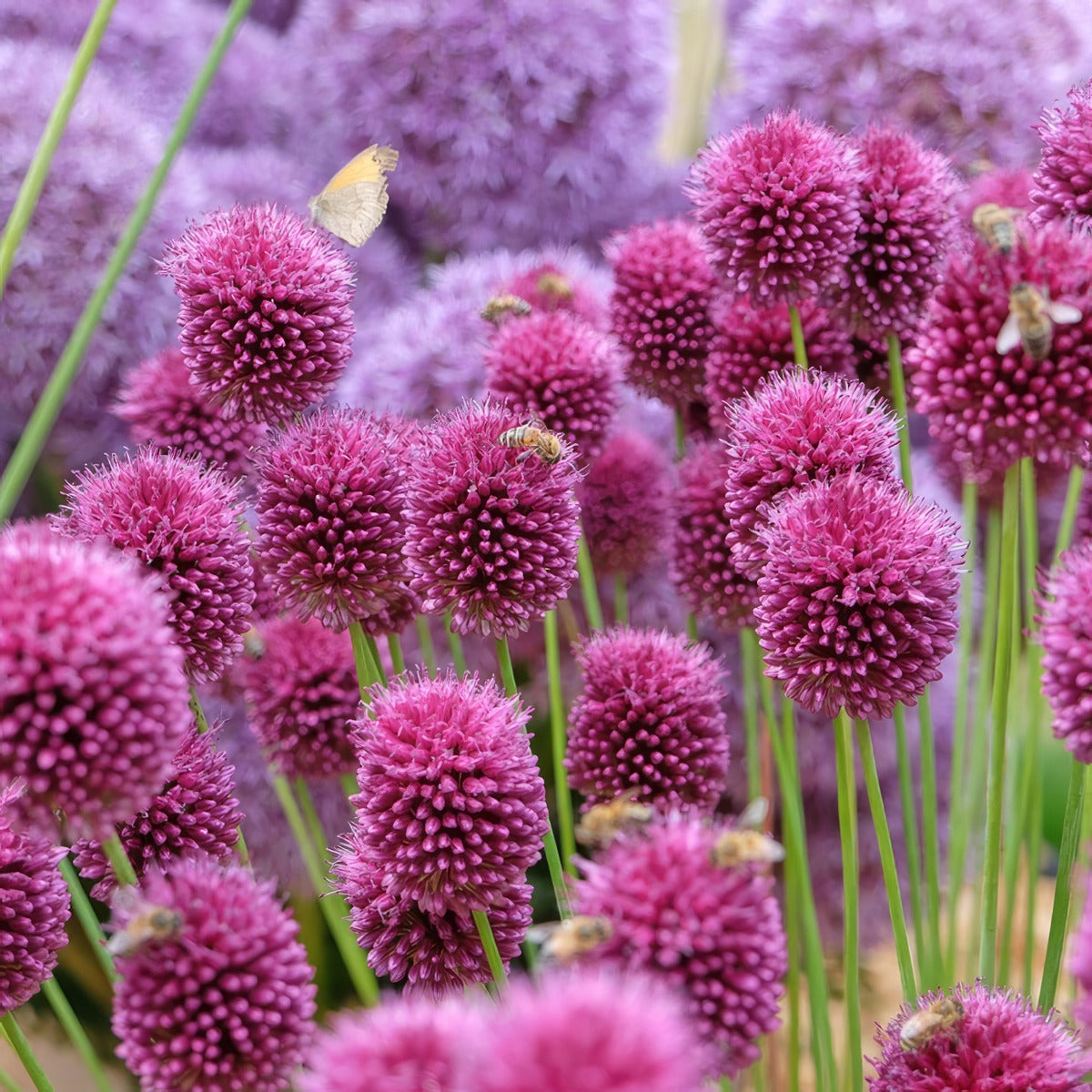 Allium Drumstick 2 Pkalldru 2025 - Garden Express Australia