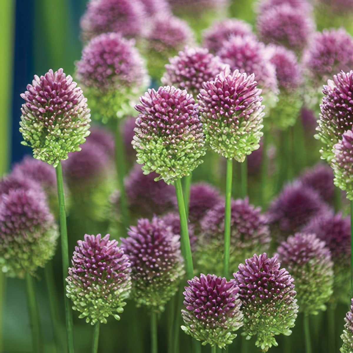 Allium Drumstick Pkalldru 2019 - Garden Express Australia