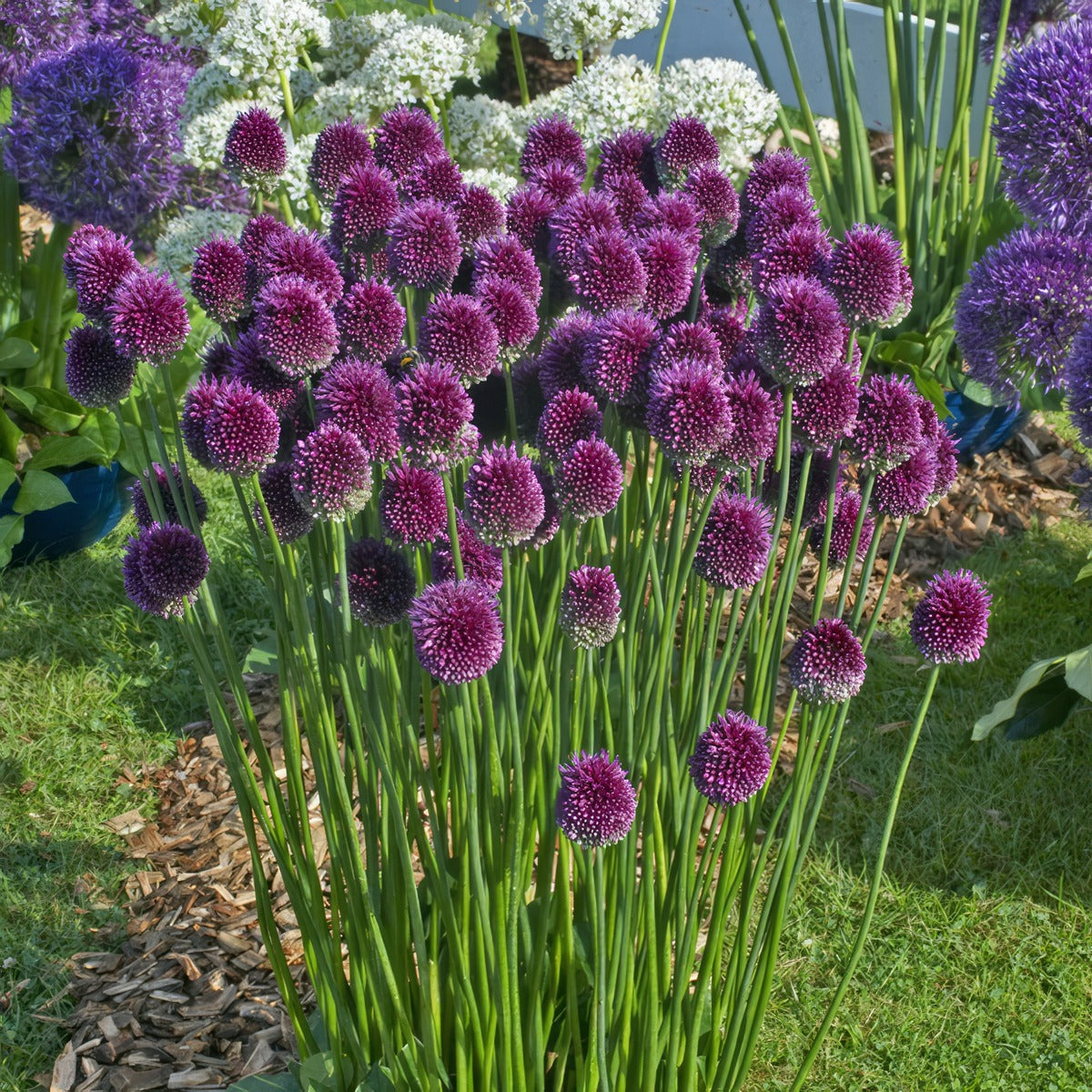 Allium Drumstick Pkalldru 2025 - Garden Express Australia