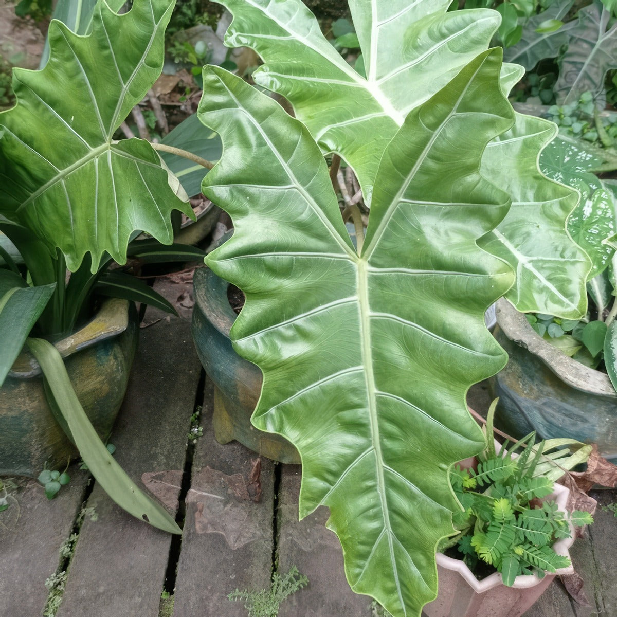 Alocasia Sarian P10alosar - Garden Express Australia