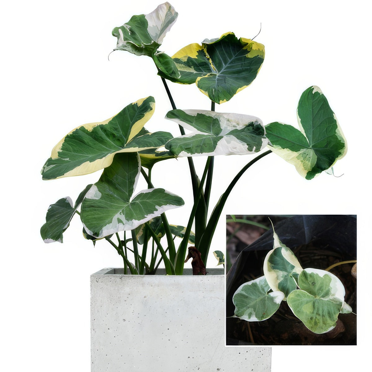 Alocasia Mickey Mouse P17alommo - Garden Express Australia