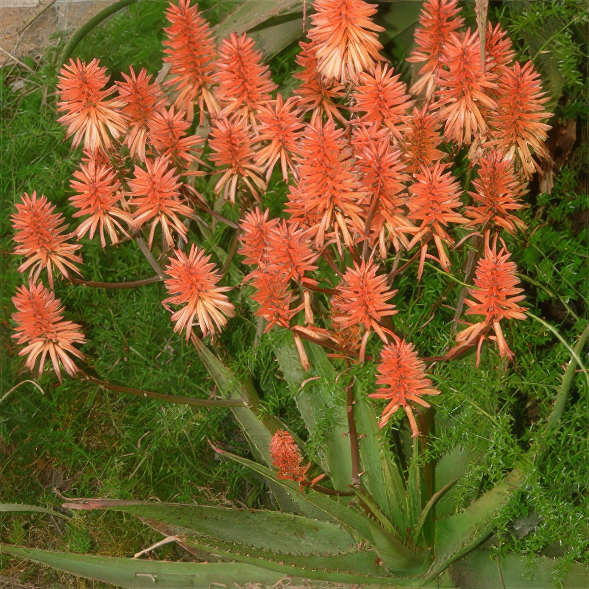 Aloe Apricot Plaaloapr - Garden Express Australia