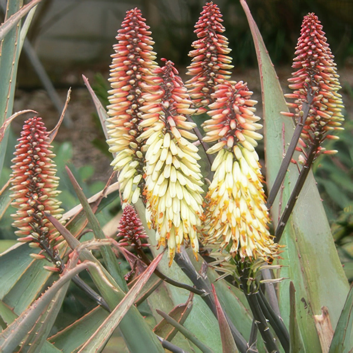 Aloe Ivory Dawn 16 - Garden Express Australia
