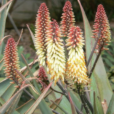 Aloe Ivory Dawn 16 - Garden Express Australia