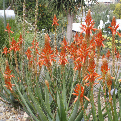 Aloe Always Red - Garden Express Australia