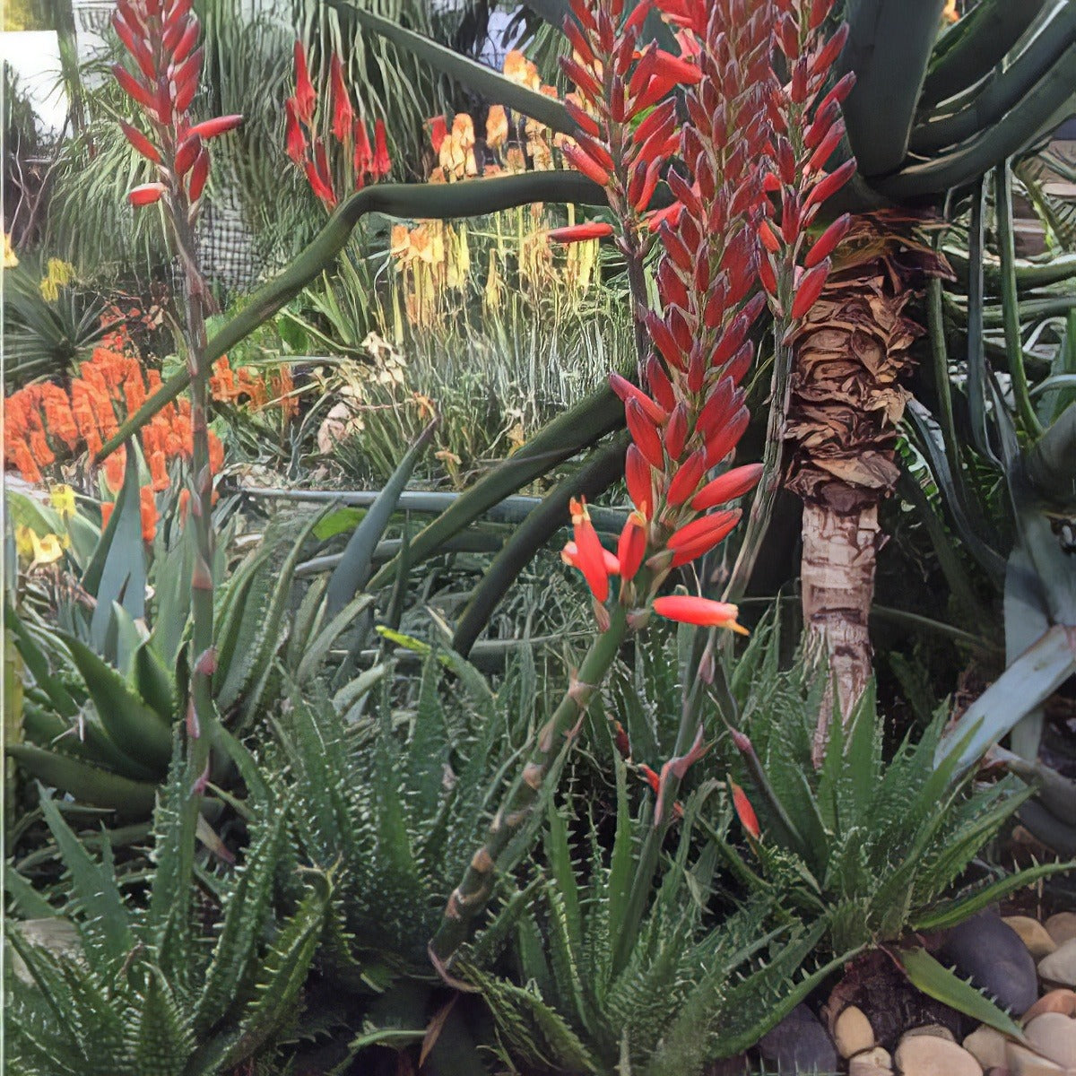 Aloe Bumble Bee Plaalobbe - Garden Express Australia