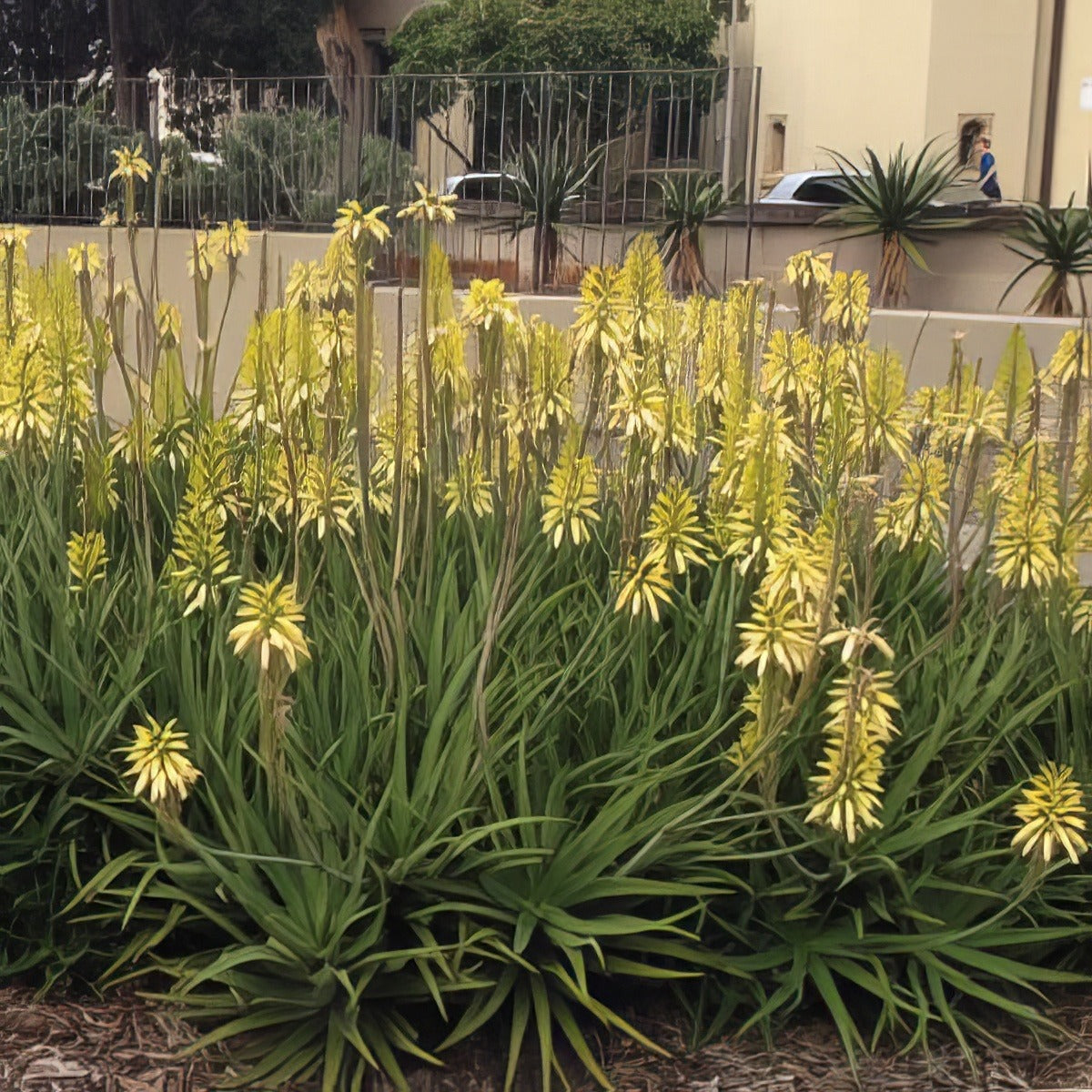 Aloe Bush Baby Yellow16 - Garden Express Australia