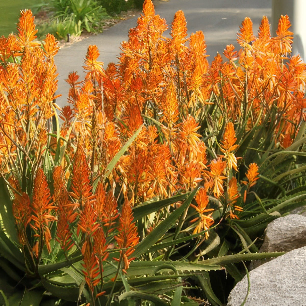 Aloe Copper Shower 14 - Garden Express Australia