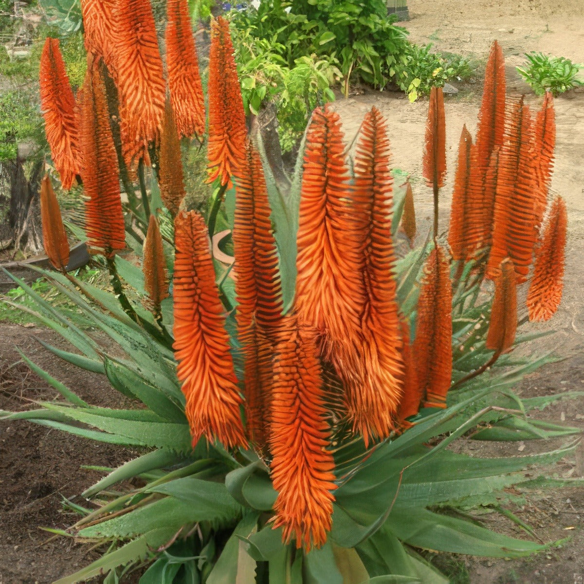 Aloe Eager Beaver 12 - Garden Express Australia