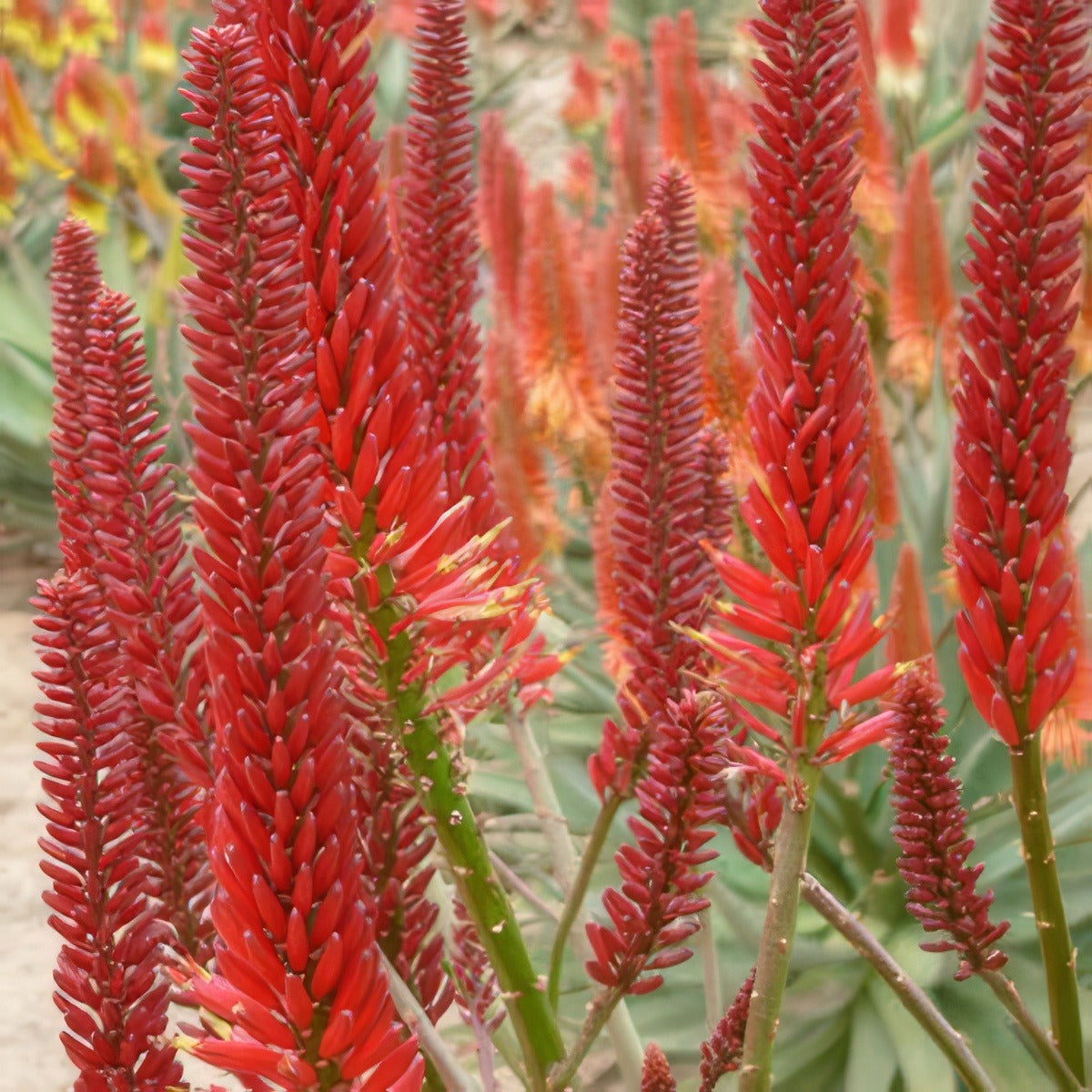 Aloe Erik The Red - Garden Express Australia