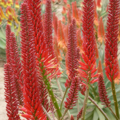 Aloe Erik The Red - Garden Express Australia
