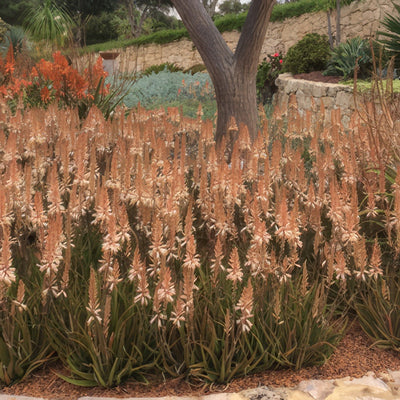 Aloe Fairy Pink 16 - Garden Express Australia