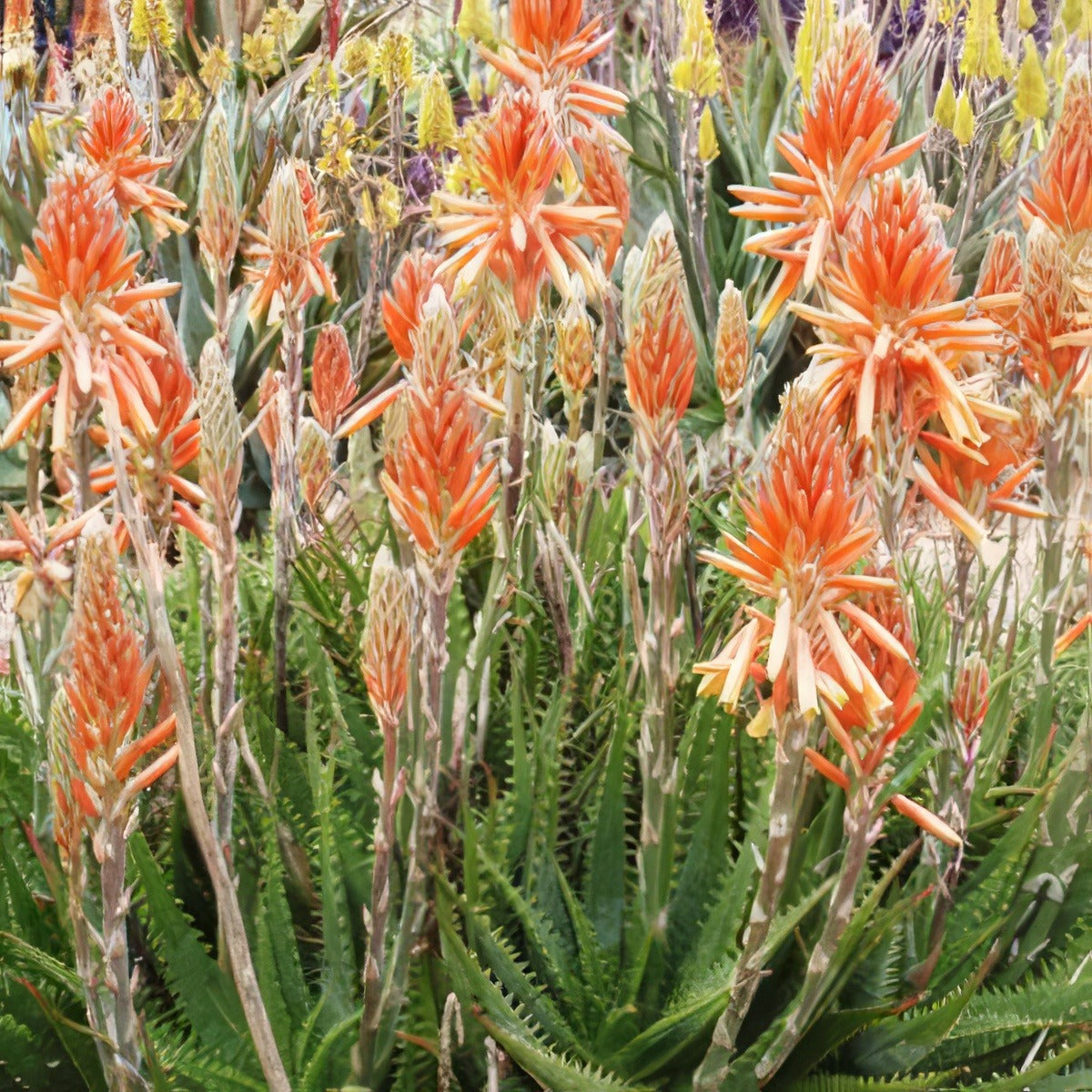 Aloe Gemini 121 - Garden Express Australia