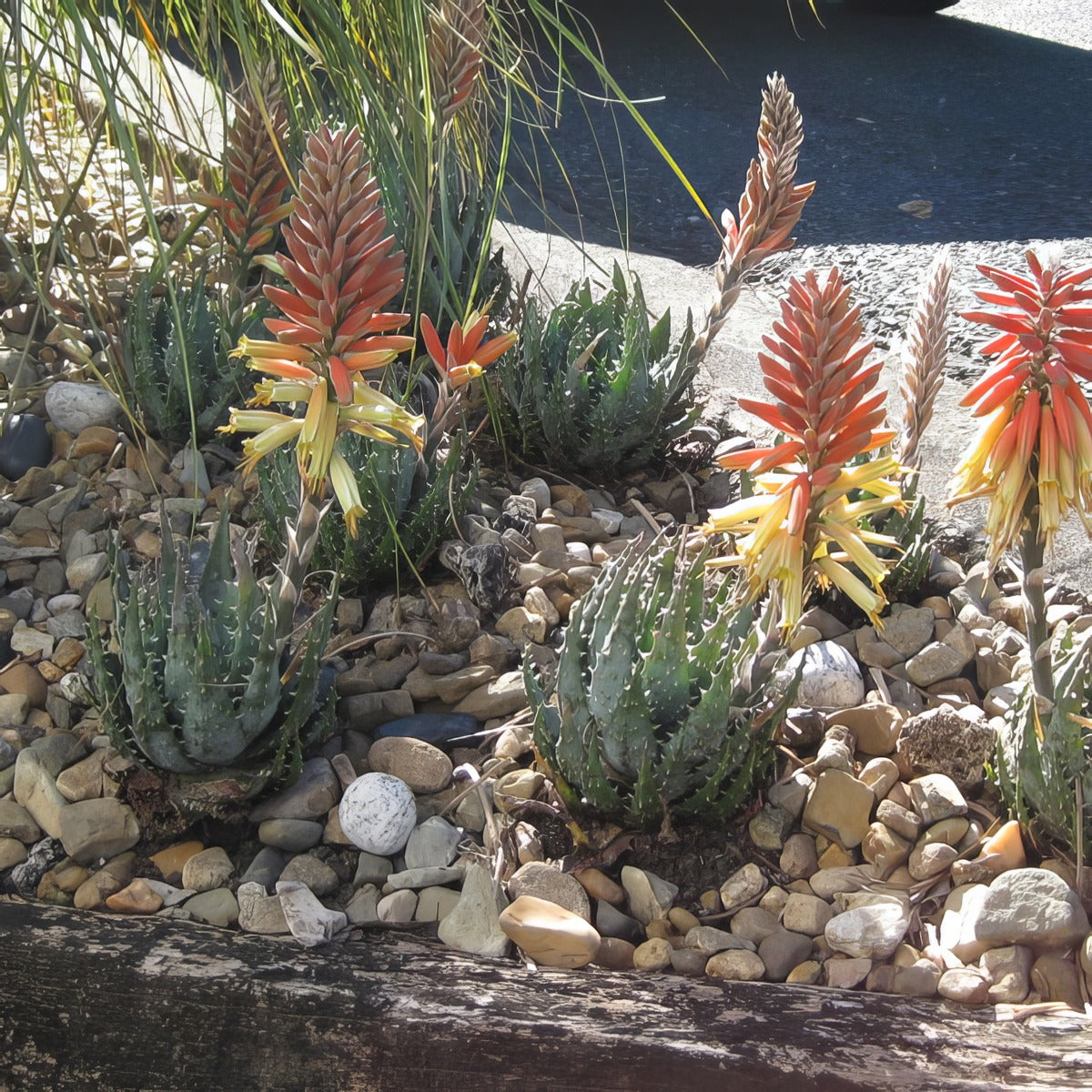 Aloe Mountain Gem - Garden Express Australia