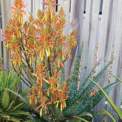 Aloe Spots N Dots Michelle Hudson Fotor Plaalosad - Garden Express Australia