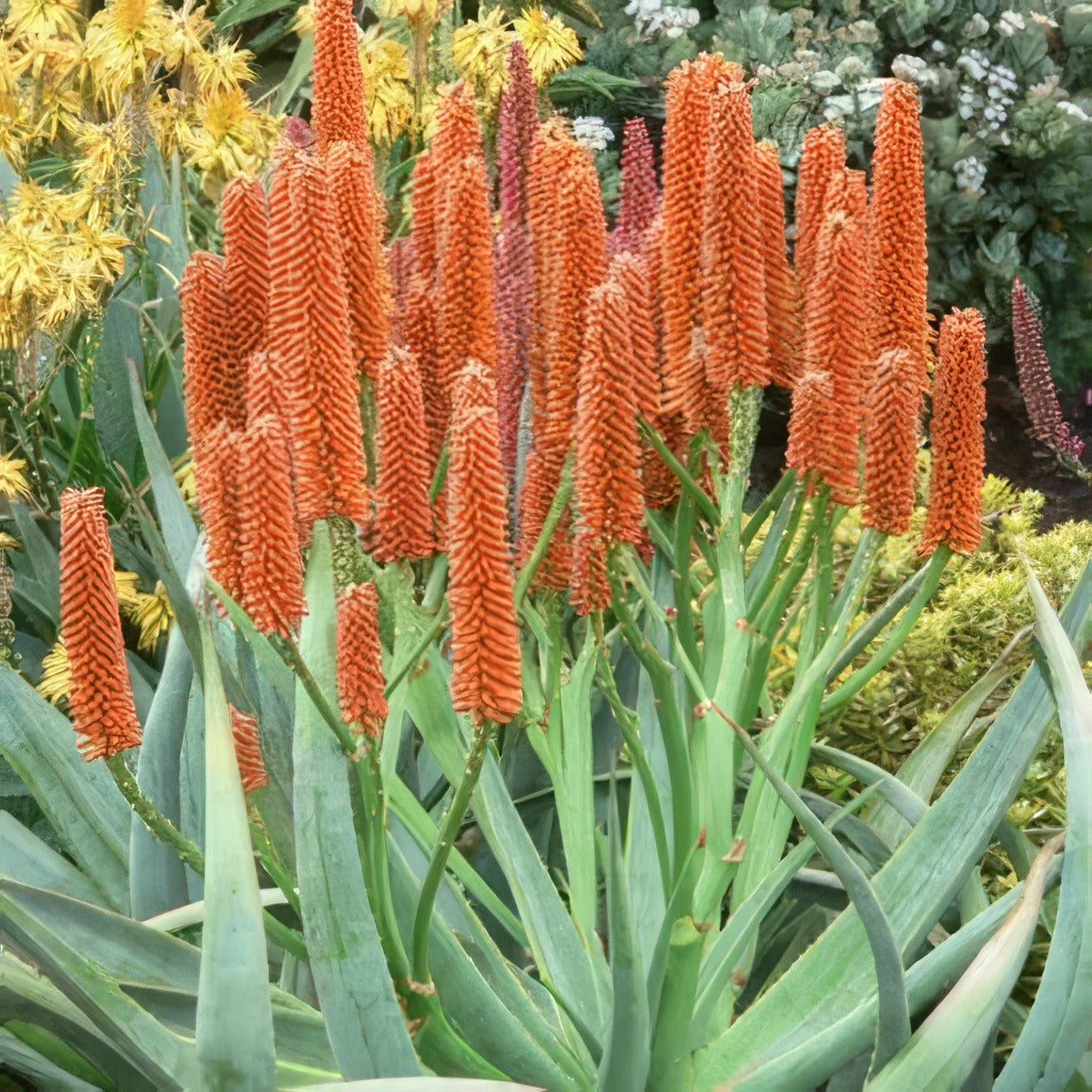 Aloe Tangerine Plaalotan - Garden Express Australia