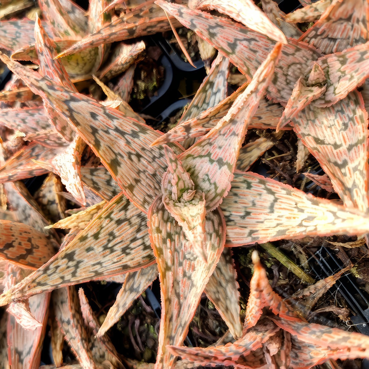 Aloe Pink Blush P68alopbl - Garden Express Australia
