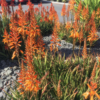 Aloe Andreas Orange 2019 Plaaloaor - Garden Express Australia