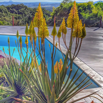 Aloe Moonglow 2019 Plaalomoo - Garden Express Australia