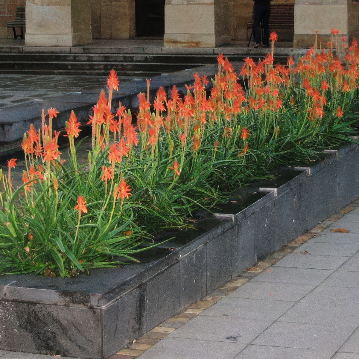 Aloe Topaz 23 Plaalotop - Garden Express Australia