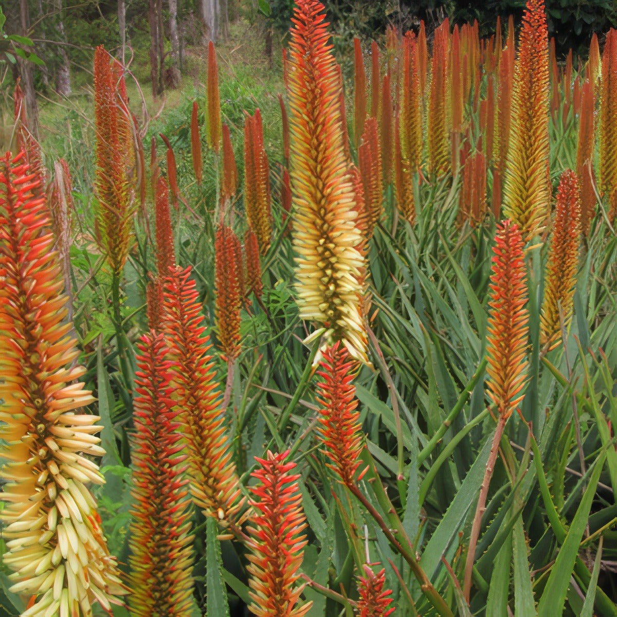 Aloe Tusker 21 - Garden Express Australia