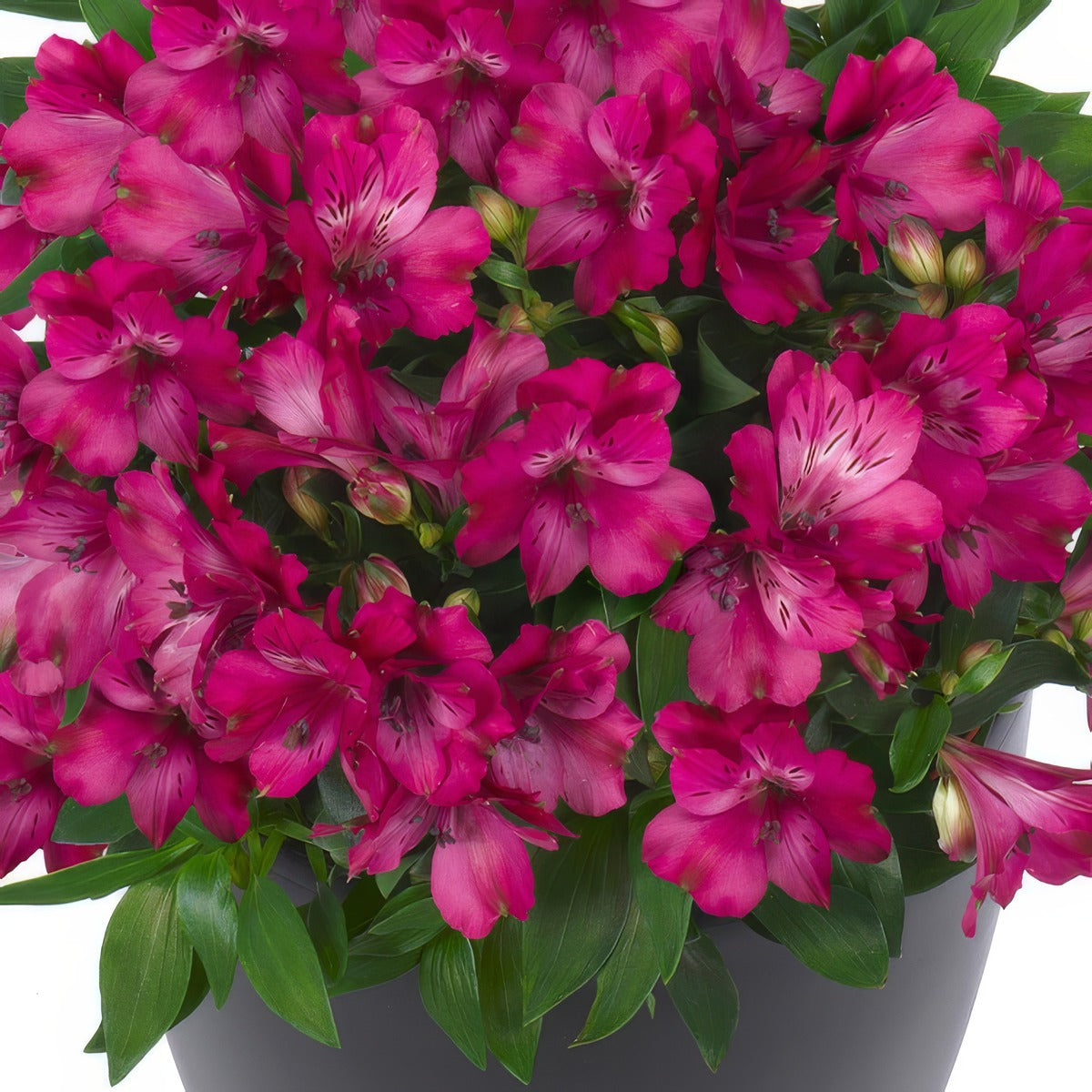 Alstroemeria Inticancha Machu P68alsima - Garden Express Australia