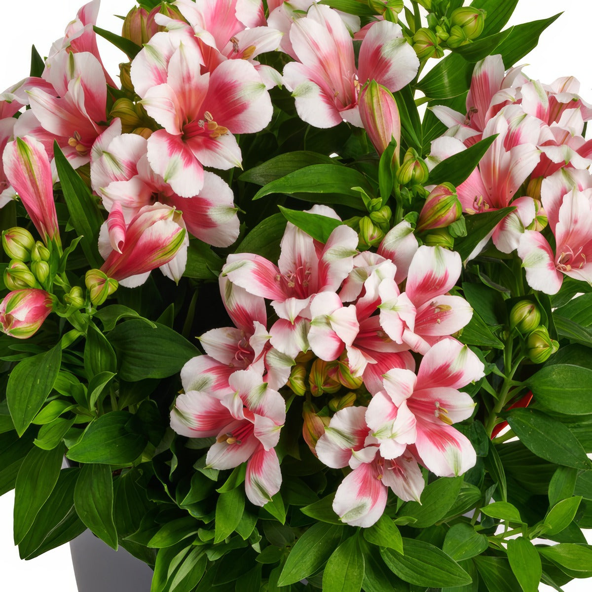 Alstroemeria Inticancha Maya P68alsimy - Garden Express Australia